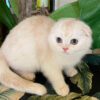 Scottish Fold Cat Breed Health and Care