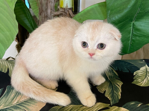 Scottish Fold Cat Breed Health and Care