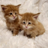 Maine Coon XL Red boy and girl
