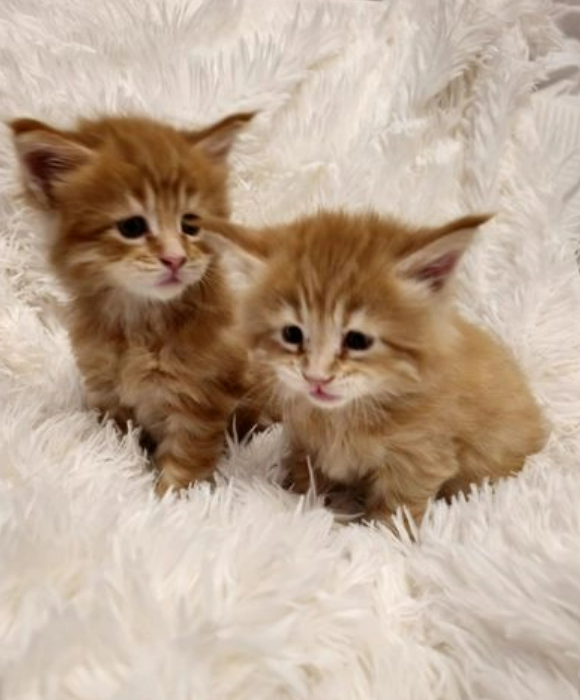 Maine Coon XL Red boy and girl
