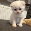 Scottish fold kitten for sale Scottish Fold kittens for sale Scottish Fold kittens for sale in Church, Accrington