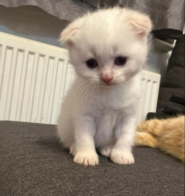 Scottish fold kitten for sale Scottish Fold kittens for sale Scottish Fold kittens for sale in Church, Accrington