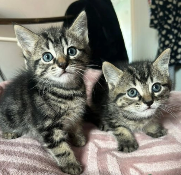 stunning tabby boys