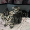 Kittens for sale Mixed Breed kittens for sale Mixed Breed kittens for sale in Egham