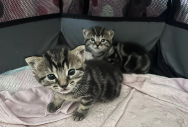 Kittens for sale Mixed Breed kittens for sale Mixed Breed kittens for sale in Egham